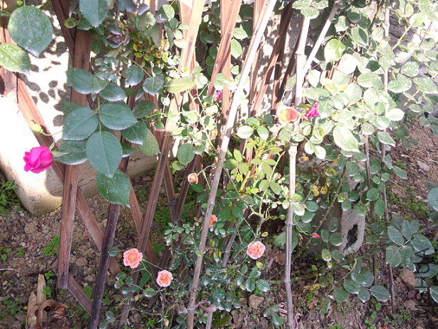 IMG20150428083509.jpg
