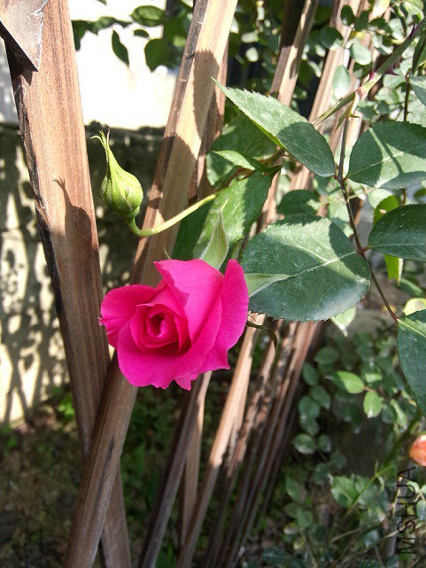 IMG20150428083524.jpg