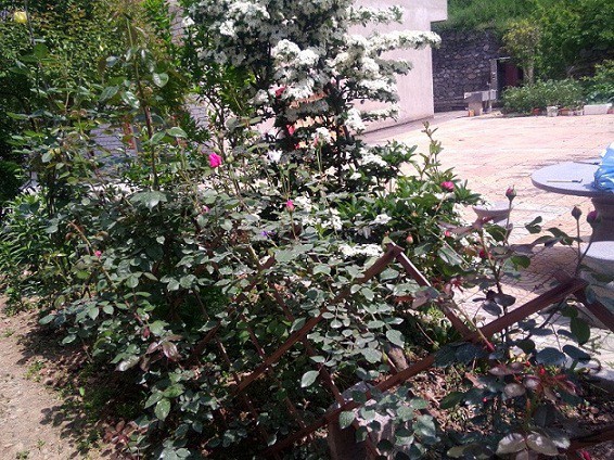 IMG20150429135531.jpg