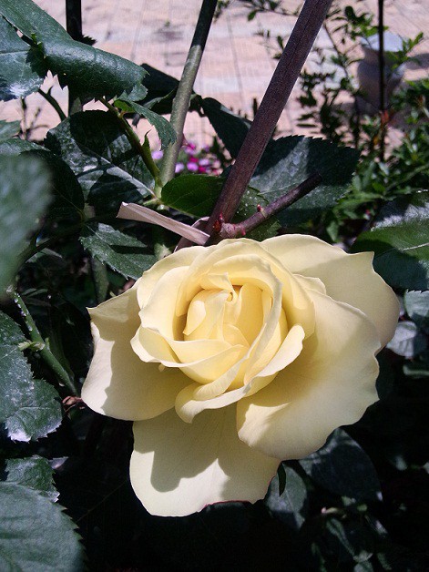 IMG20150429135548.jpg
