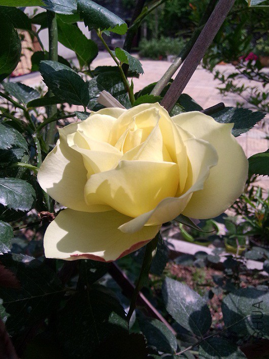 IMG20150429135552.jpg