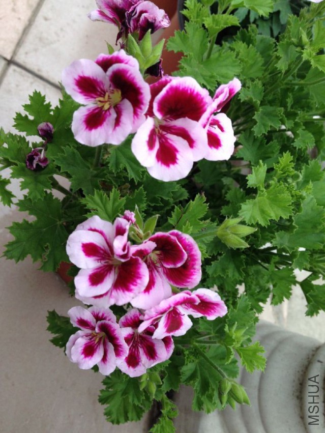 QQͼƬ20150428081550.jpg
