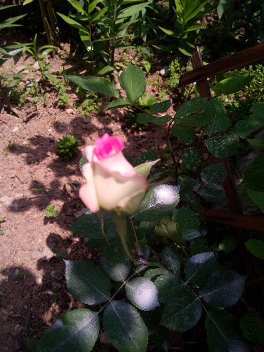 IMG20150429135601.jpg