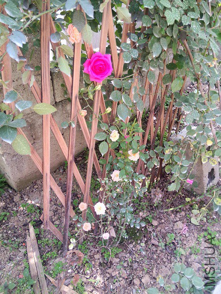 IMG20150429140037.jpg