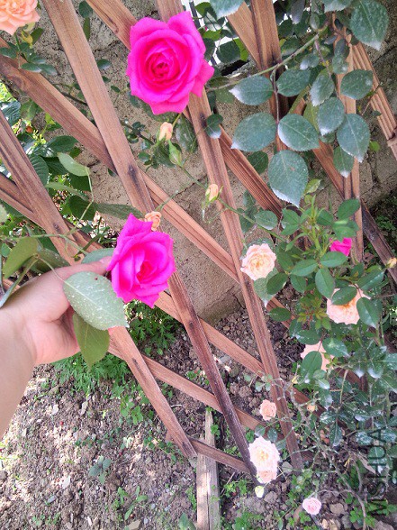 IMG20150429140046.jpg