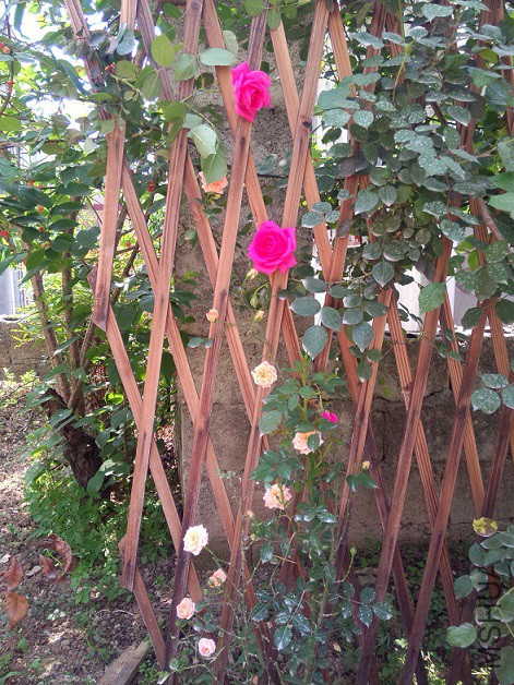 IMG20150429140304.jpg