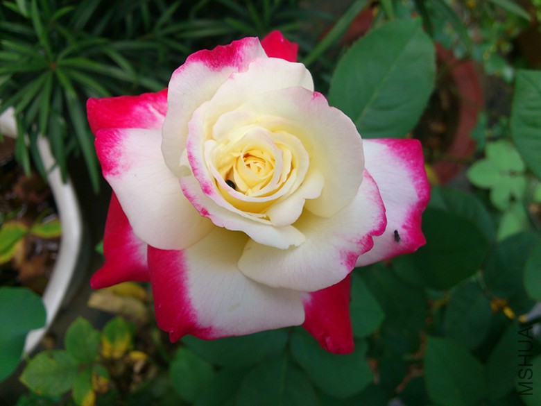 DSC_0379.JPG