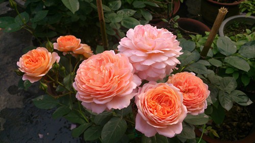 DSC_0006_1.jpg