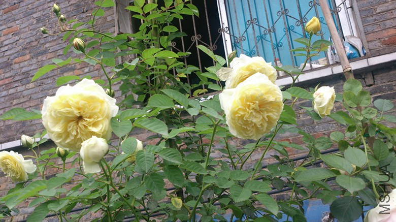 DSC_0007_1.jpg