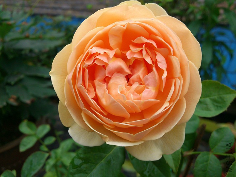 DSC_0127.JPG