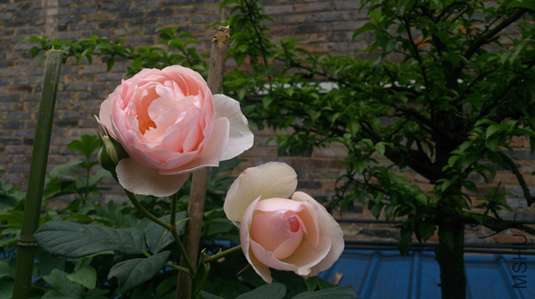 DSC_0008_1.jpg