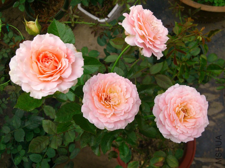 DSC_0137.JPG