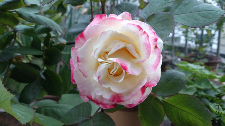 DSC_0146.jpg