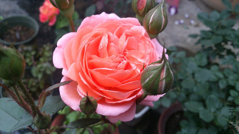 DSC_0302.jpg