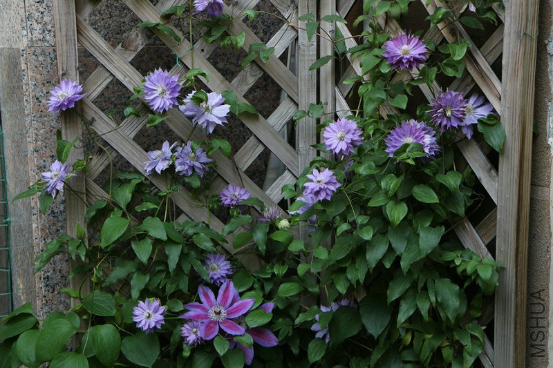 IMG_4215.JPG