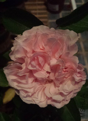 ���ϵ����������