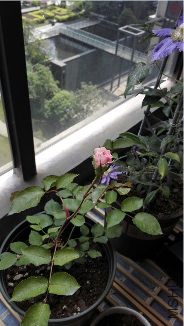 �������ɯ�մ�