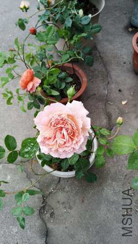 IMG_20150429_120604.jpg