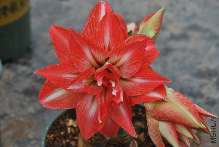 ����С �� (4).jpg