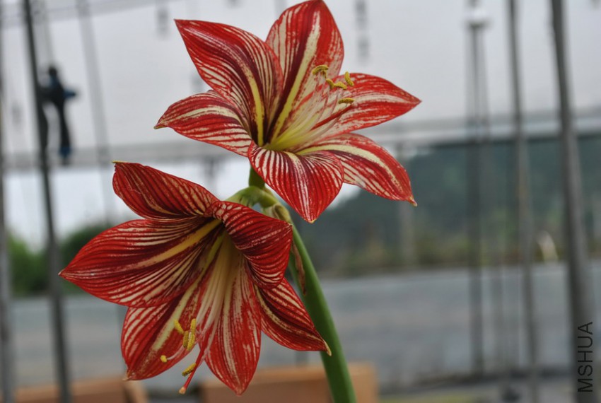 ��ħ��΢Ц (1).jpg