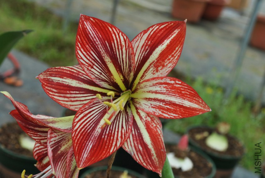 ��ħ��΢Ц (3).jpg