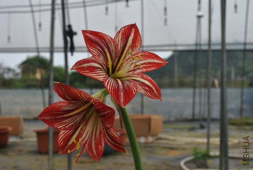 ��ħ��΢Ц (4).jpg