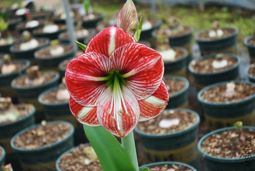 Ѫɫ��� (1).jpg