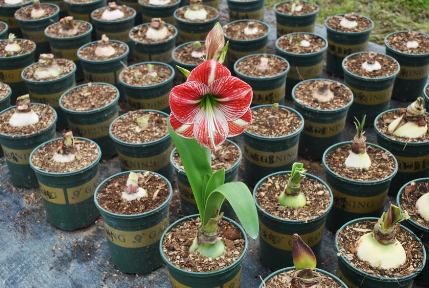 Ѫɫ��� (4).jpg