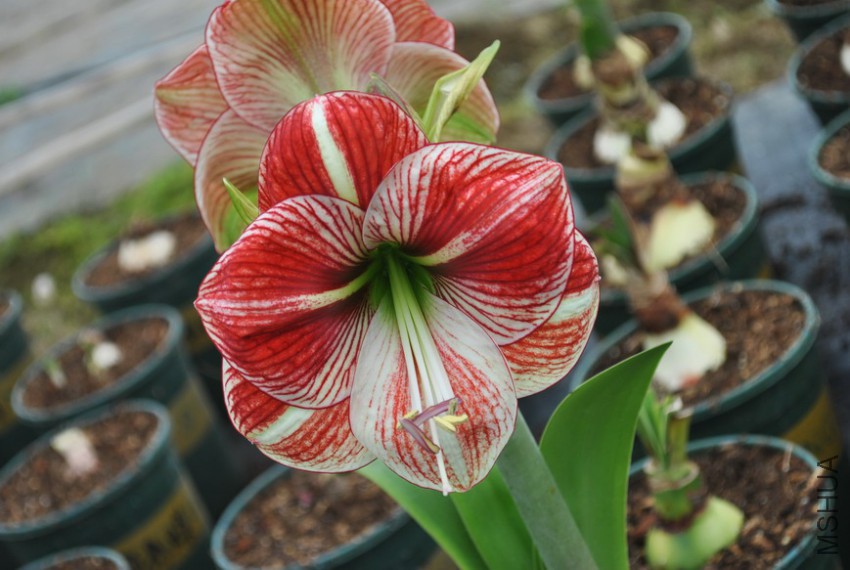 Ѫɫ��� (9).jpg