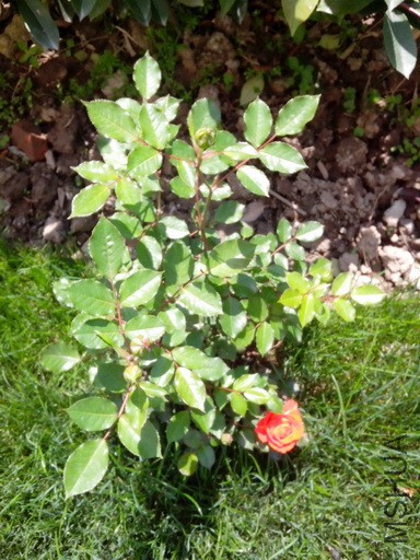 IMG_20150426_132519.jpg