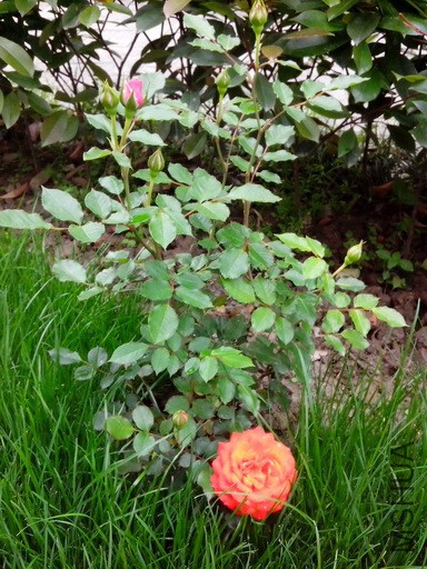IMG_20150429_125930.jpg