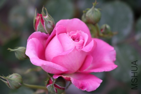DPP_00005.JPG