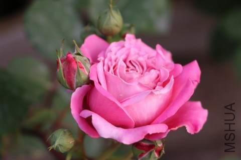 DPP_00008.JPG