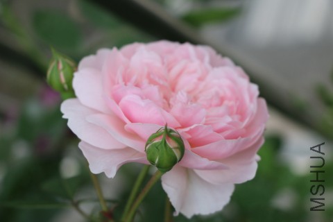 DPP_00009.JPG