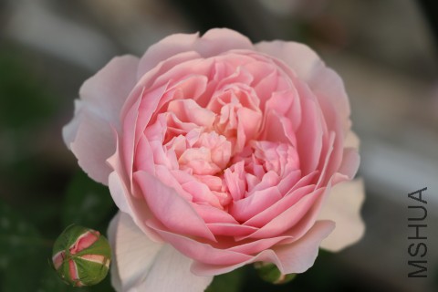 DPP_000010.JPG