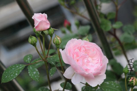 DPP_000011.JPG