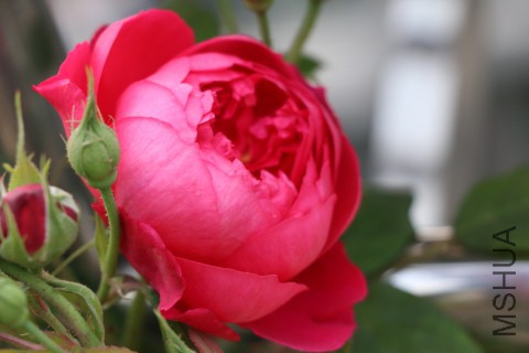 DPP_00002.JPG