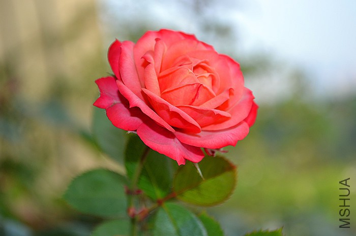 DSC_9000_����.jpg