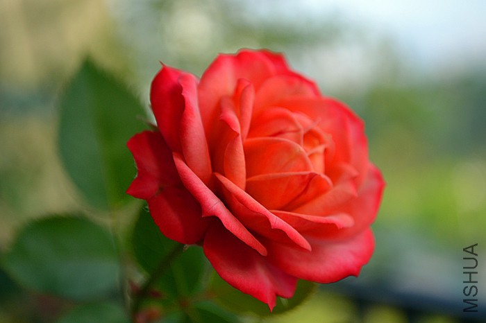 DSC_8998_����.jpg