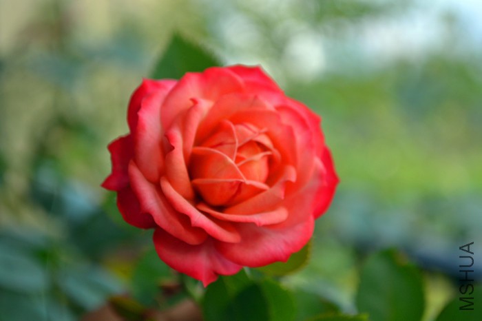 DSC_8999_����.jpg