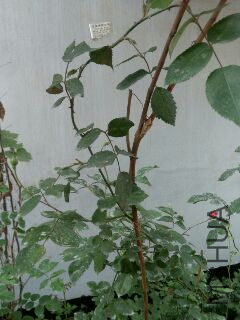 UC_Photo_005.jpg