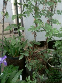 UC_Photo_007.jpg