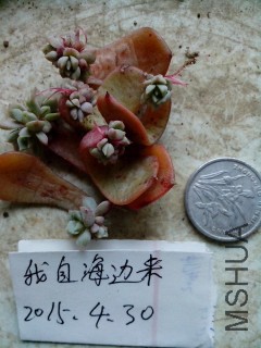 IMG_20150430_081219_conew1.jpg