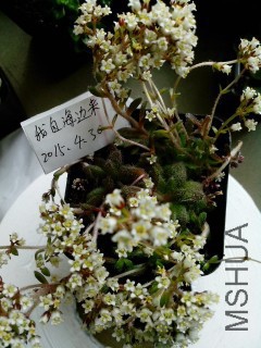 IMG_20150430_080711_conew1.jpg