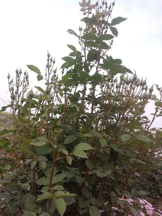 P50429-s1.jpg