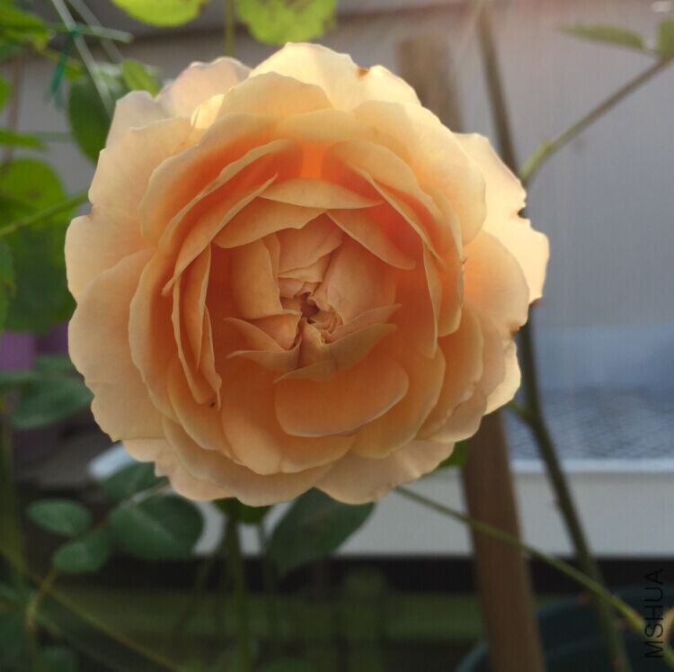 ����