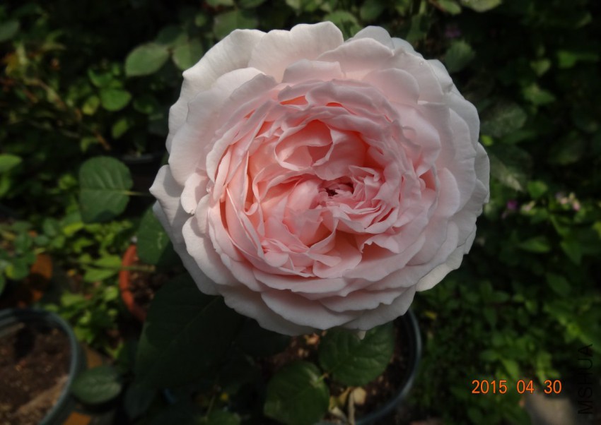 DSC06539.jpg