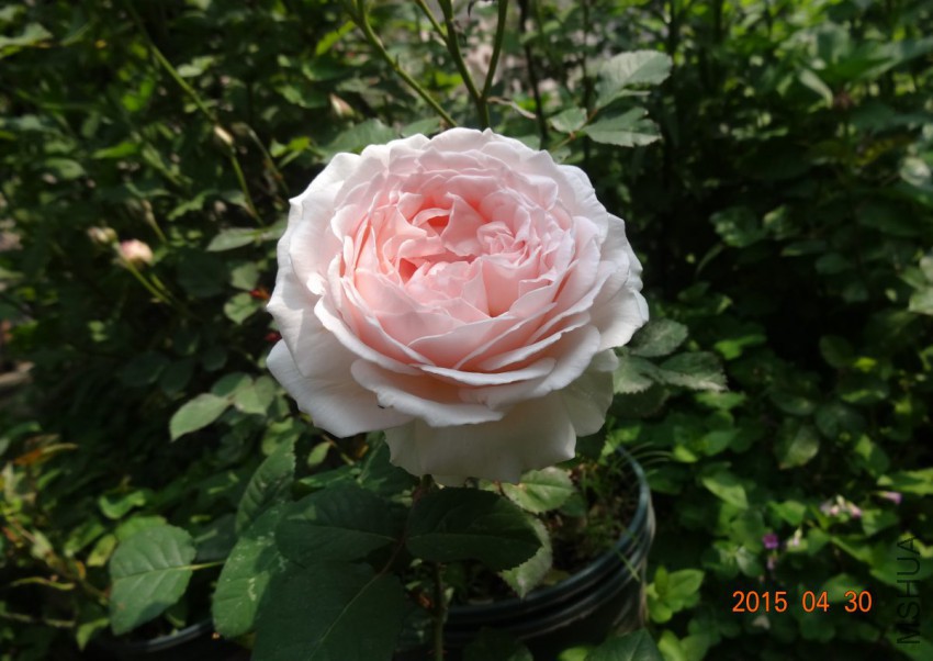 DSC06538.jpg