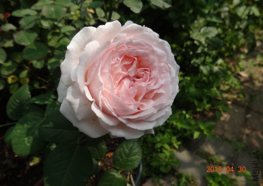 DSC06537.jpg