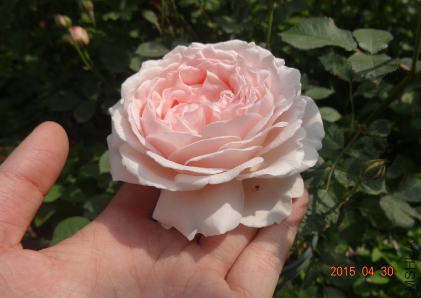 DSC06529.jpg